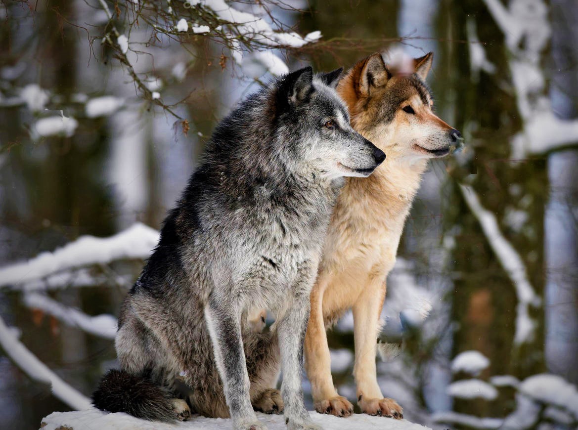 alpha wolves
