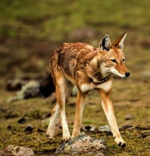 Ethiopian wolf