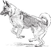 german shepherd