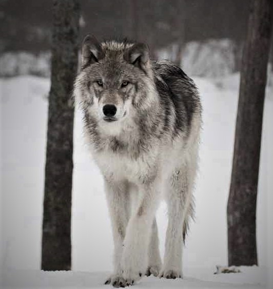 gray wolf