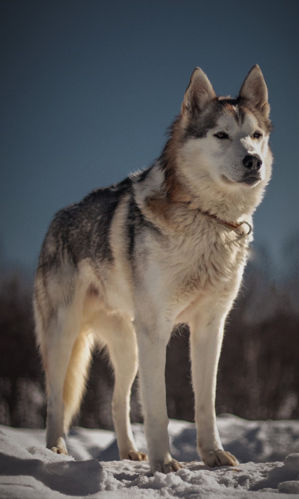 husky