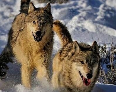 wolves playing