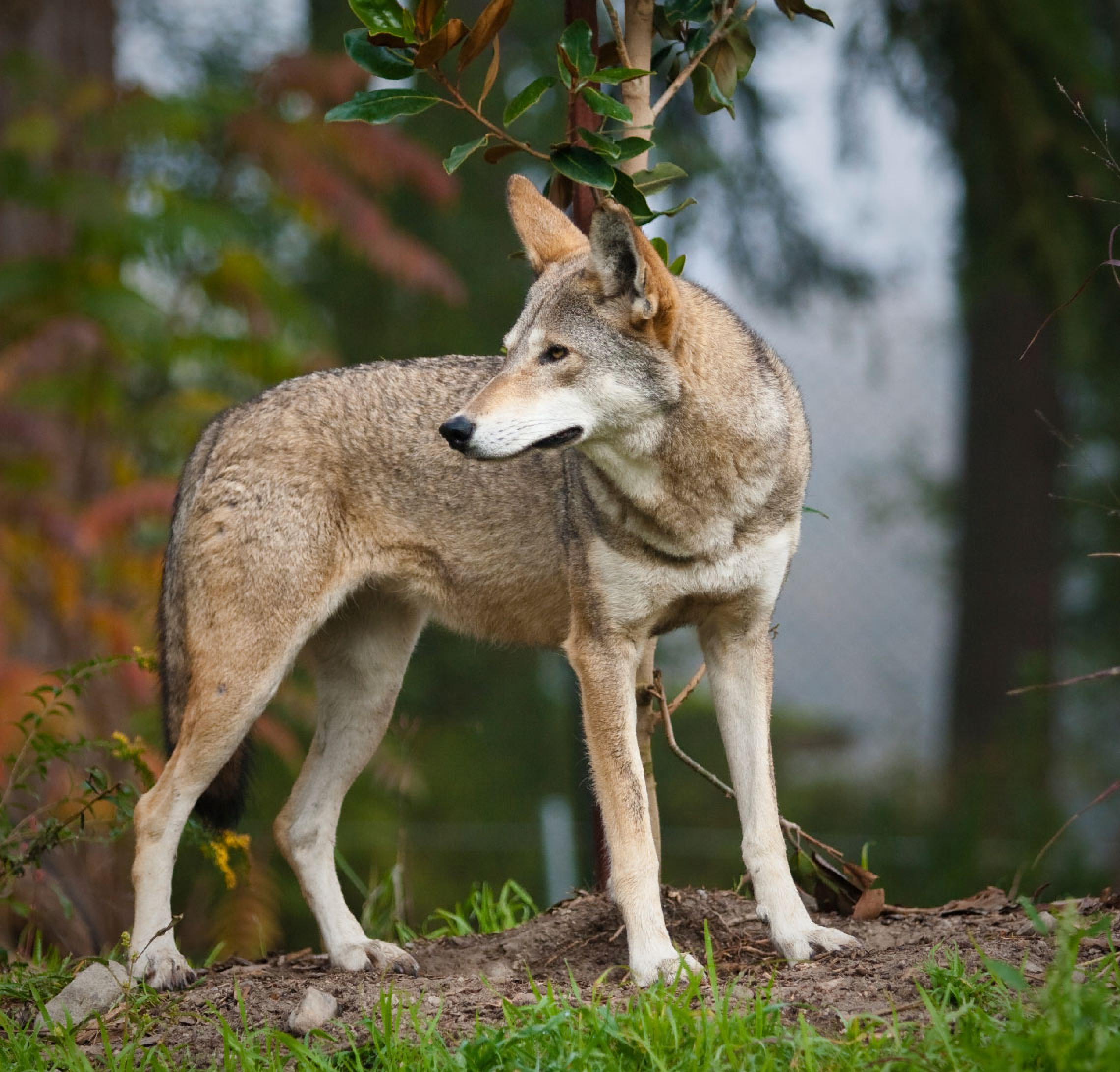 mexican wolf