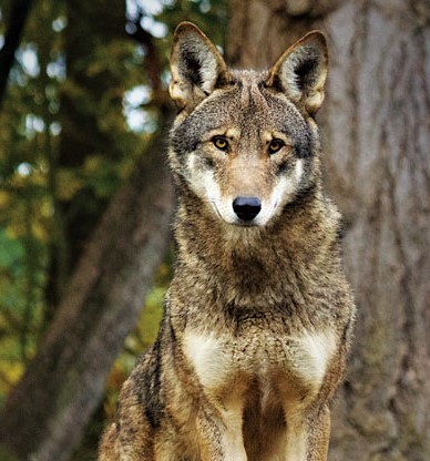 red wolf