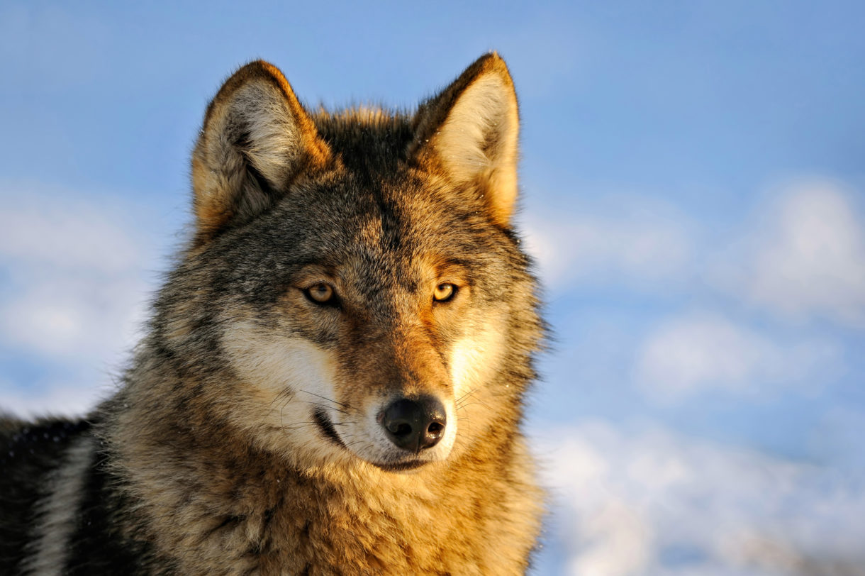 wolf